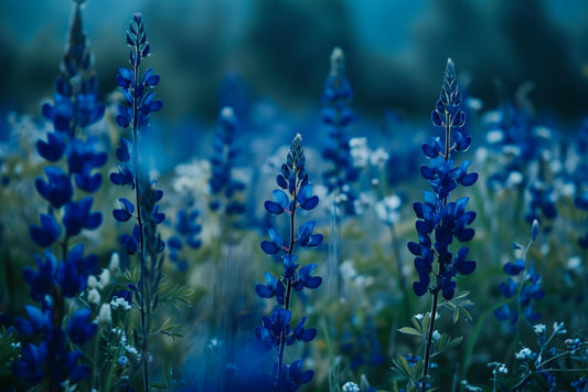 AgelessBeauty3000.com Blog: What's Alfalfa and How can It Help my Skin?