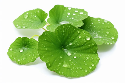 AgelessBeauty3000.com | Trendspotting Beauty Blog | Centella (Cica) in Korean Skicnare